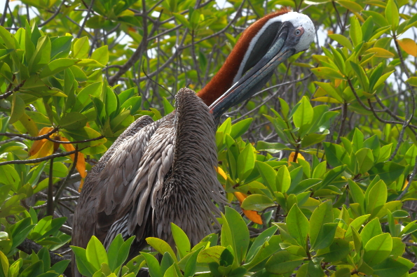 A pelican preening in the trees at the ferry terminal on Santa Cruz Island in the Galapagos Islands