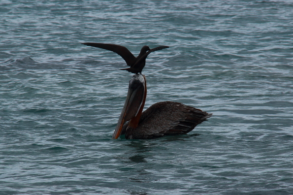 A brown noddy balances on the head of a pelican in the hope of stealing a fish in the Galapagos Islands