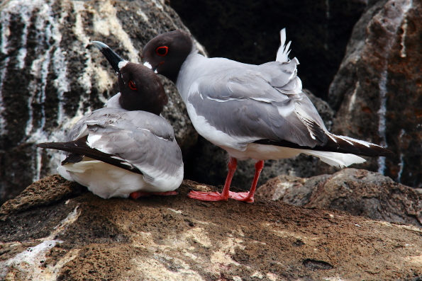 Swallow tailed gulls in the Galapagos Islands