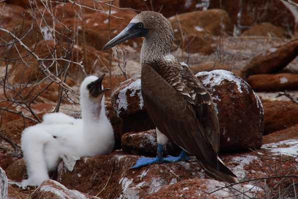 A blue-footed booby with its baby on North Seymour Island on the Galapagos Islands