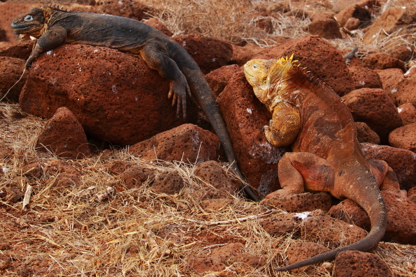 Land iguanas on North Seymour Island in the Galapagos Isands