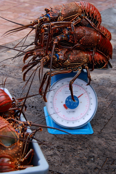 Lobsters being weighed at the fish market in Puerto Ayora on Santa Cruz in the Galapagos Islands