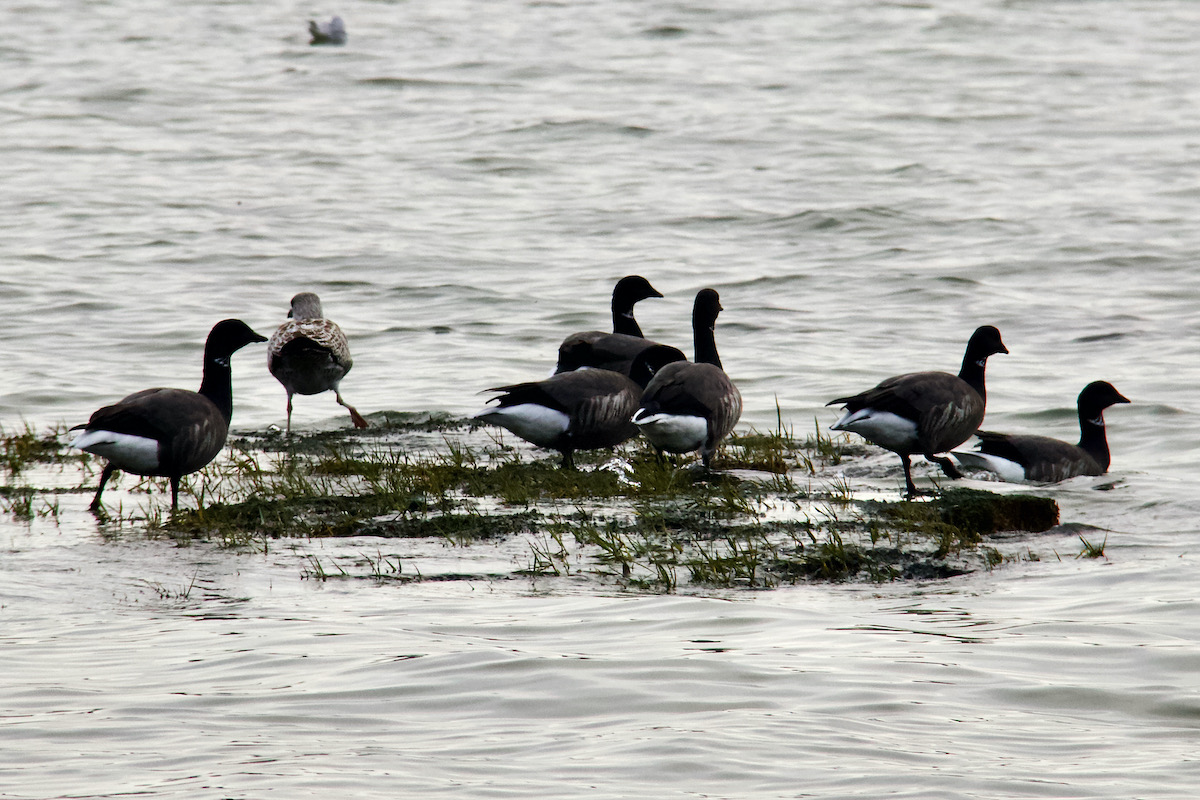 Geese in Poole Harbour, Dorset