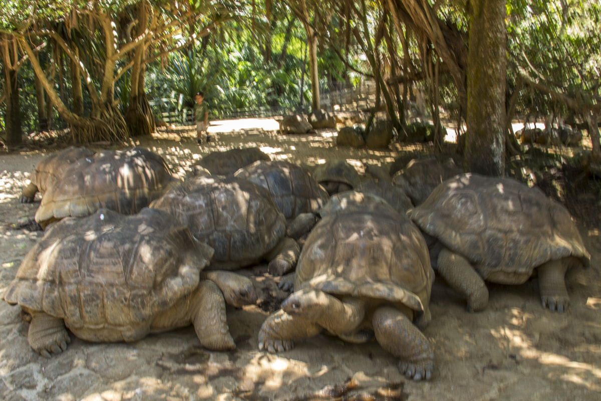 Giant Tortoises at the Vanille Réserve des Mascareignes Nature Park on Mauritius  4823