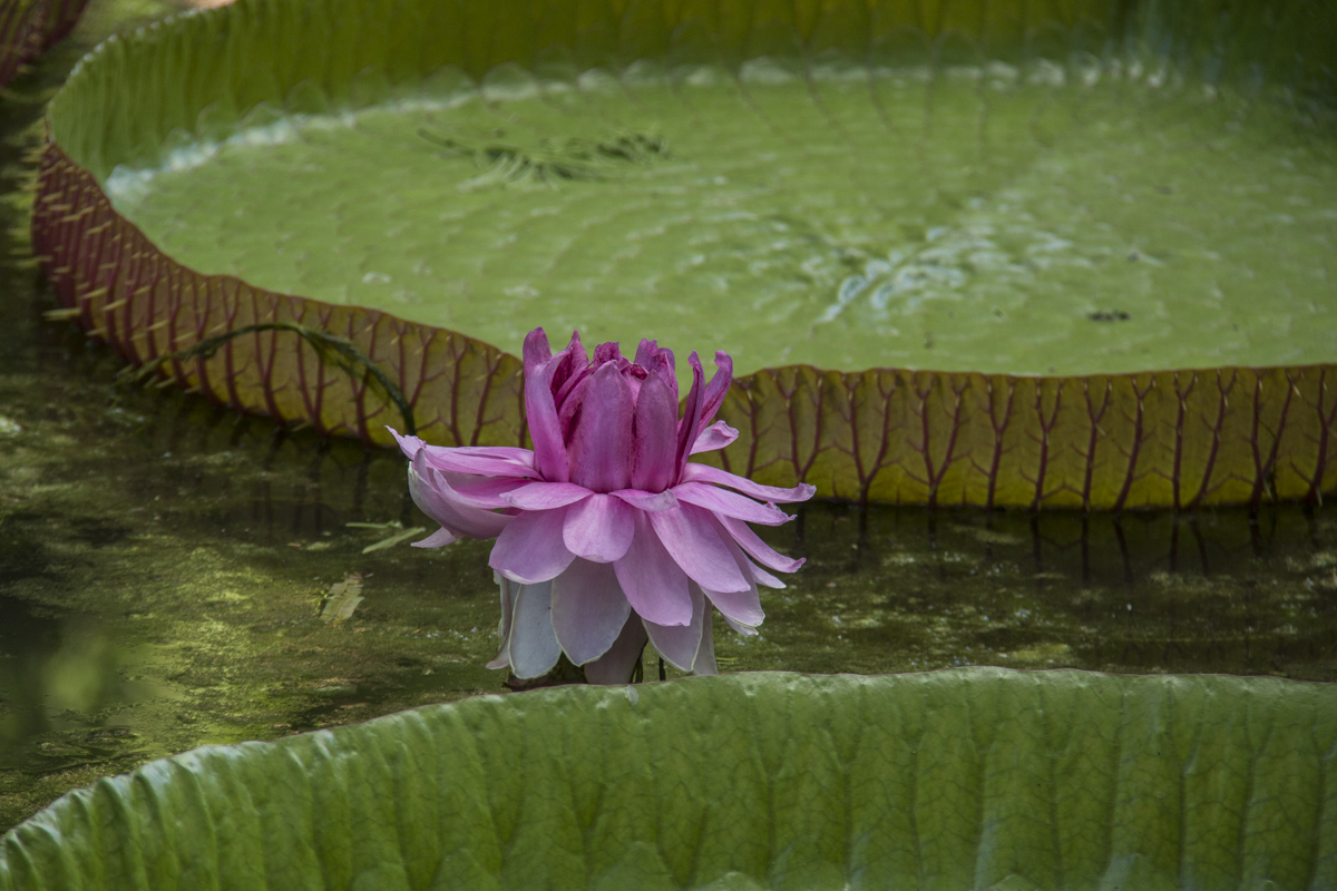 Giant Water Lily Victoria Amazonica at the Pamplemousses Gardens on Mauritius  4331
