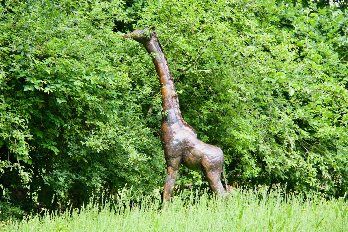 Giraffe at Exbury Gardens in Hampshire