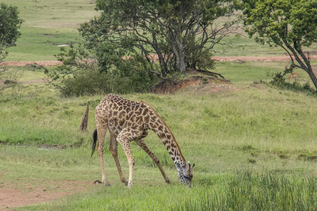 Giraffe drinking in Enonkishu Conservancy in Kenya 24