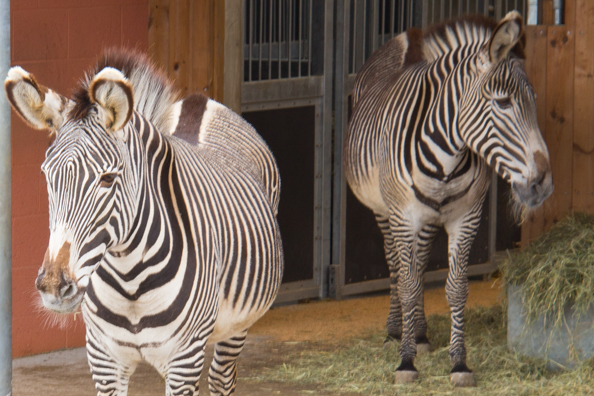Grevy's zebra at Marwell Zoo in Hampshire