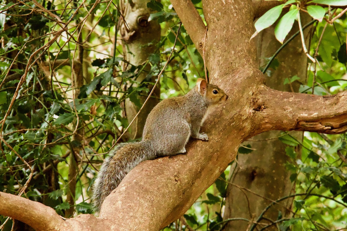 Grey Squirrel in Retreat