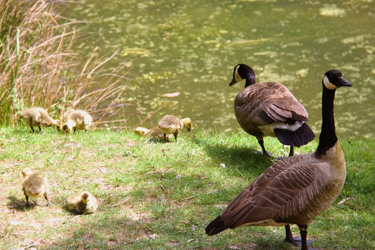 Greylag Geese and Goslings in Leonardslee Gardens