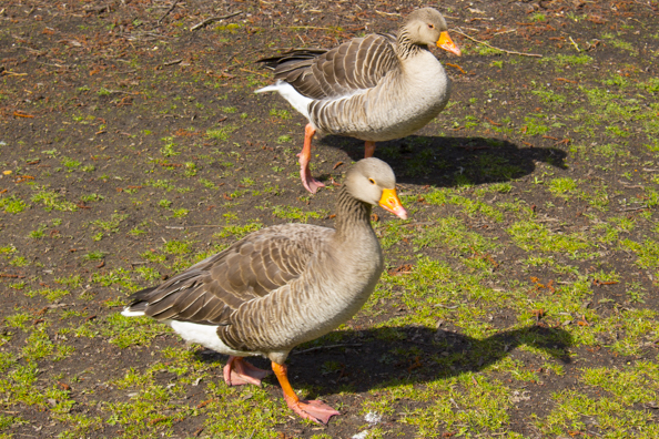 Greylag geese in Poole Park, Poole