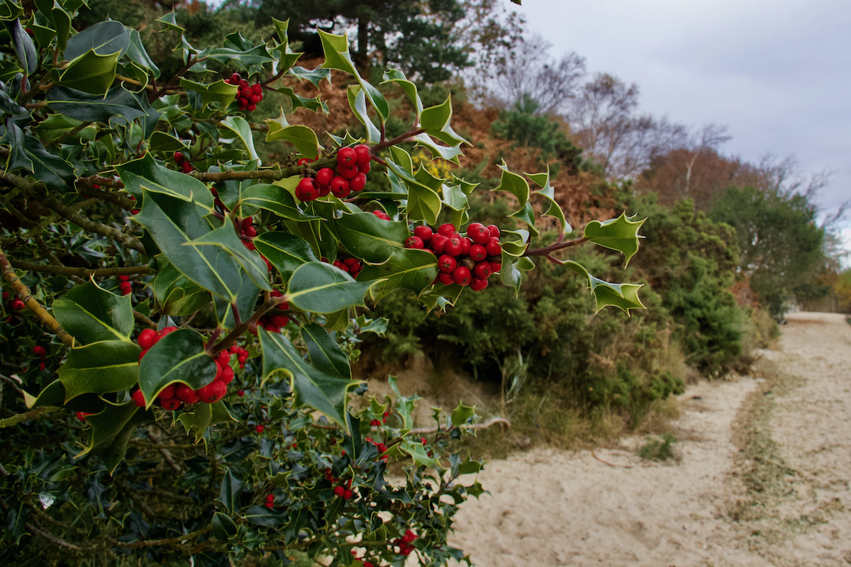 Holly Berries on the Beach at Arne in Dorset