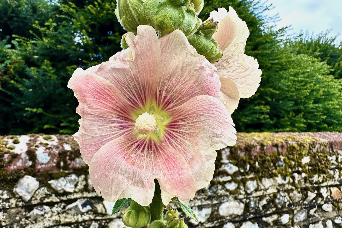 Hollyhocks in Exton South Downs Way