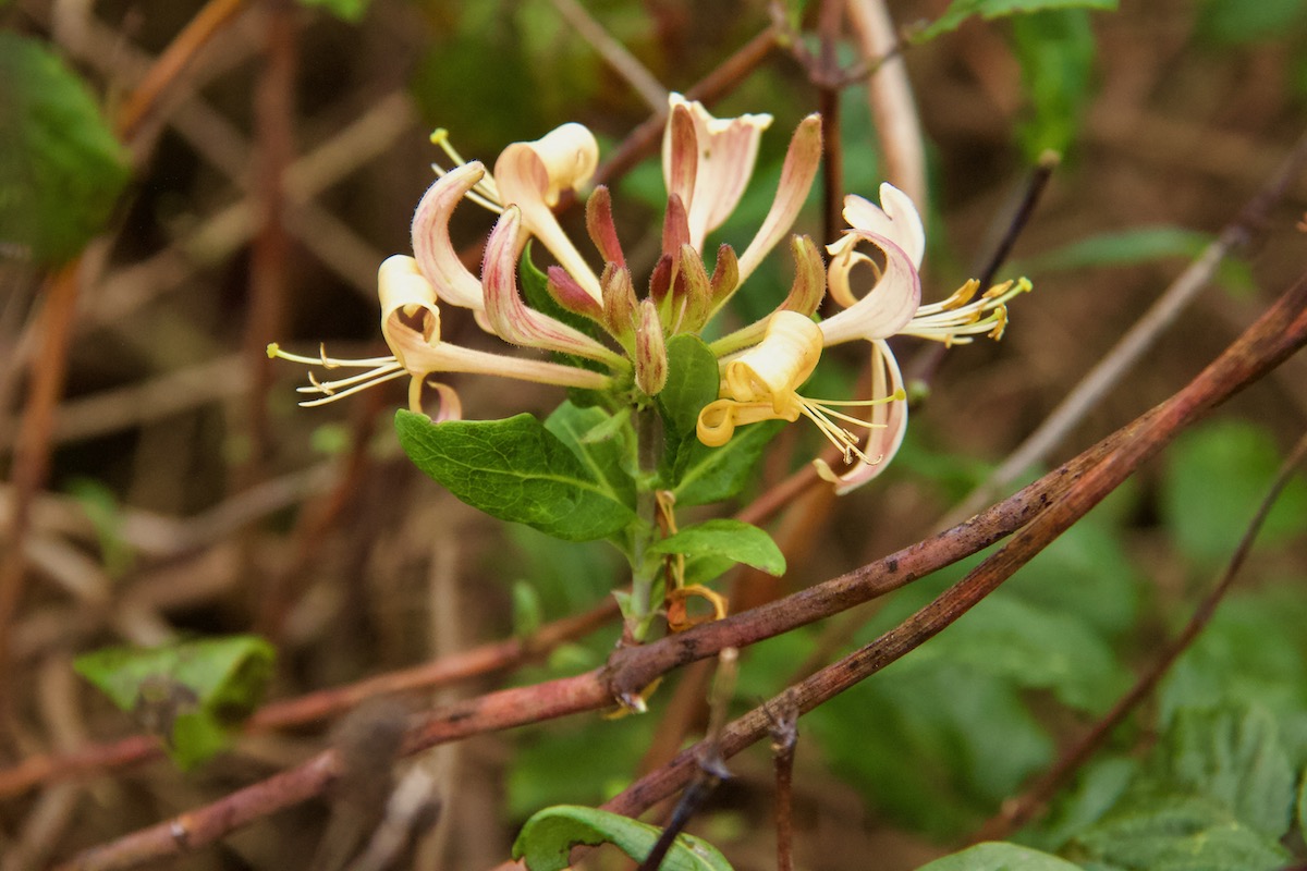 Honeysuckle Blossom in Luscombe Valley Nature Reserve, Dorset