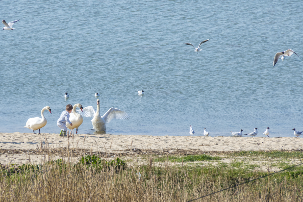 Hungry Swans in Poole Harbour in Dorset  3270667