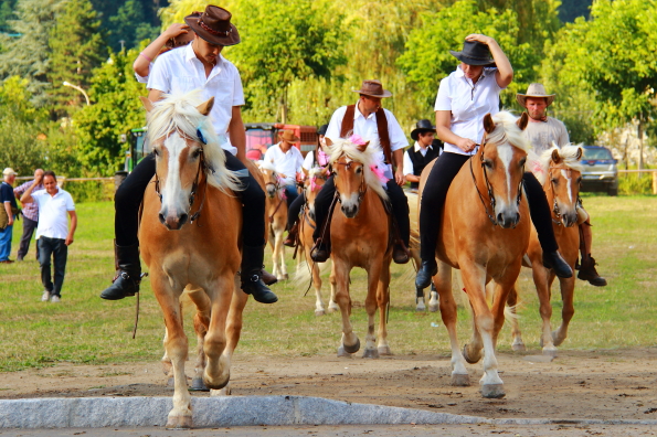 Prancing palomino ponies anticipating their turn