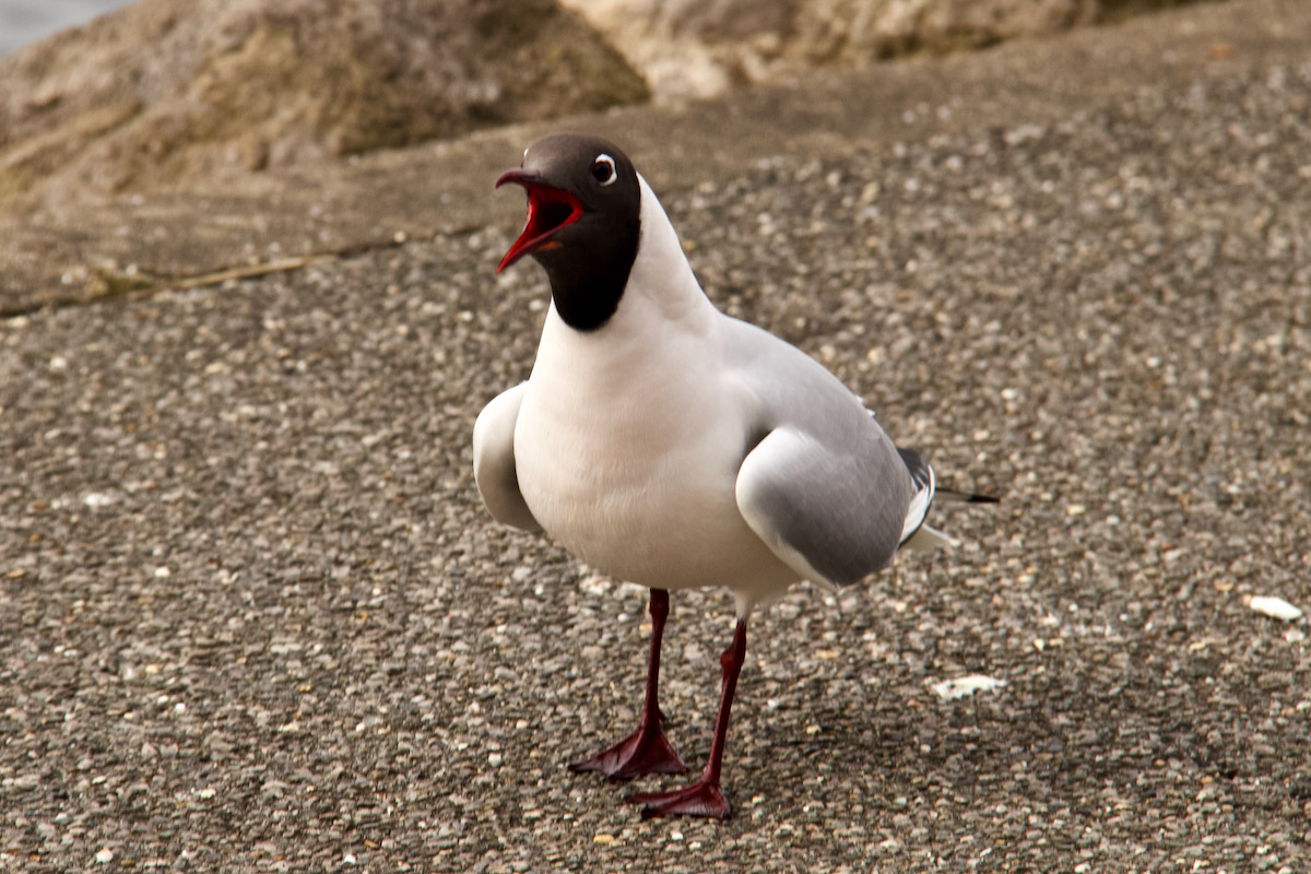 Indignant Black Headed Gull  by Poole Harbour in Dorset