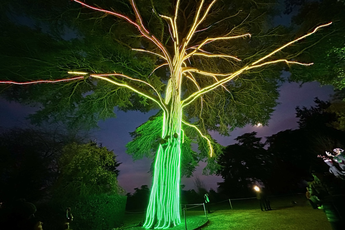 Irradiated Tree on the Christmas Illuminated Light Trai at Blenheim Palace