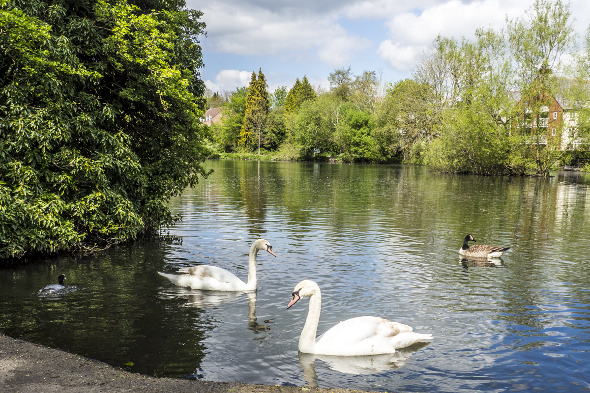 King's Pond in Alton, Hampshire 4293442