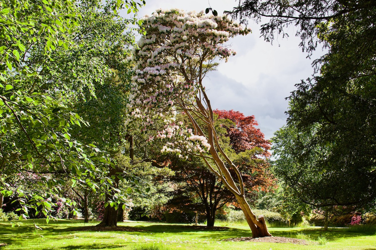 Leaning Rhododendron at Exbury Gardens in Hampshire