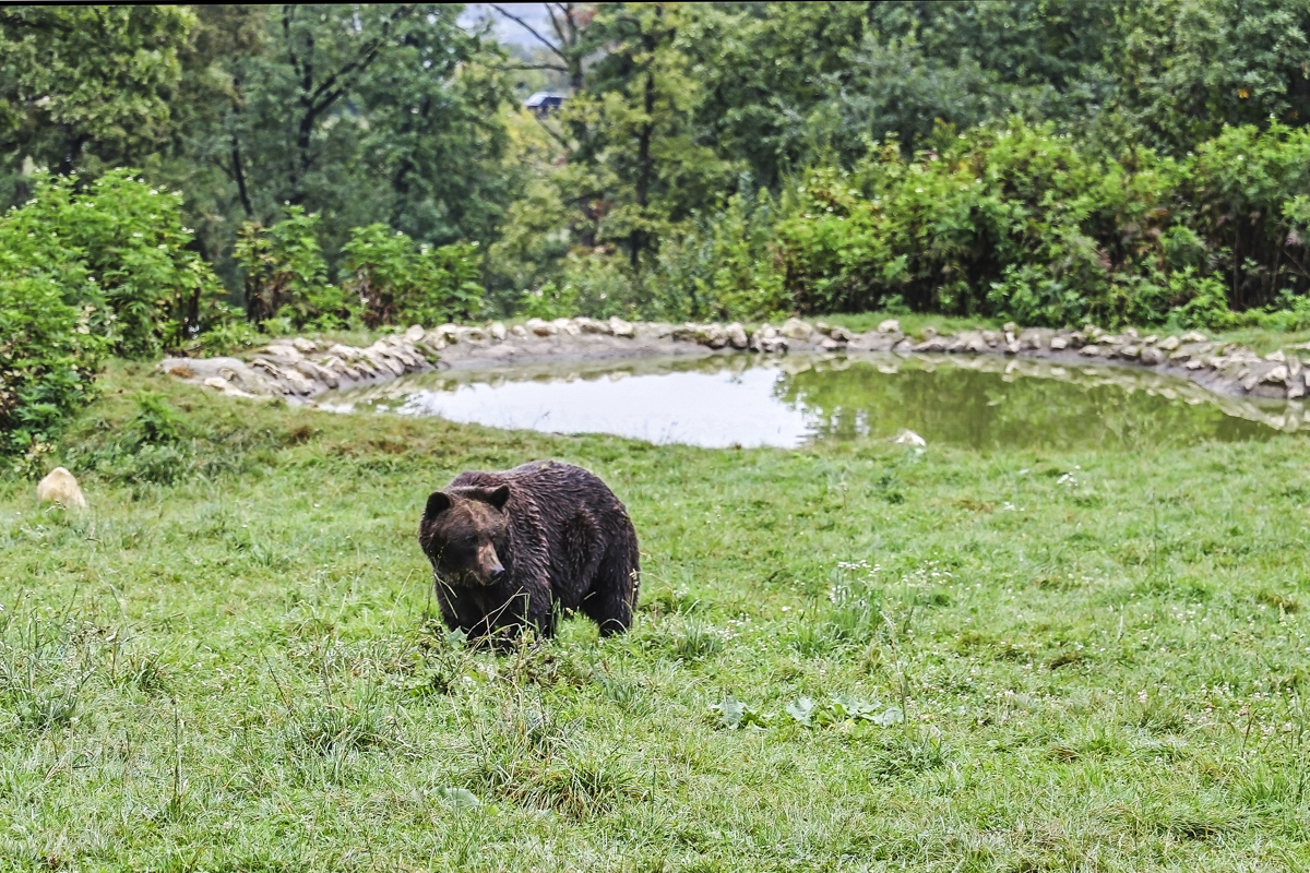 Libearty Bear Sanctuary in Romania Image Credit  Andy Wilson