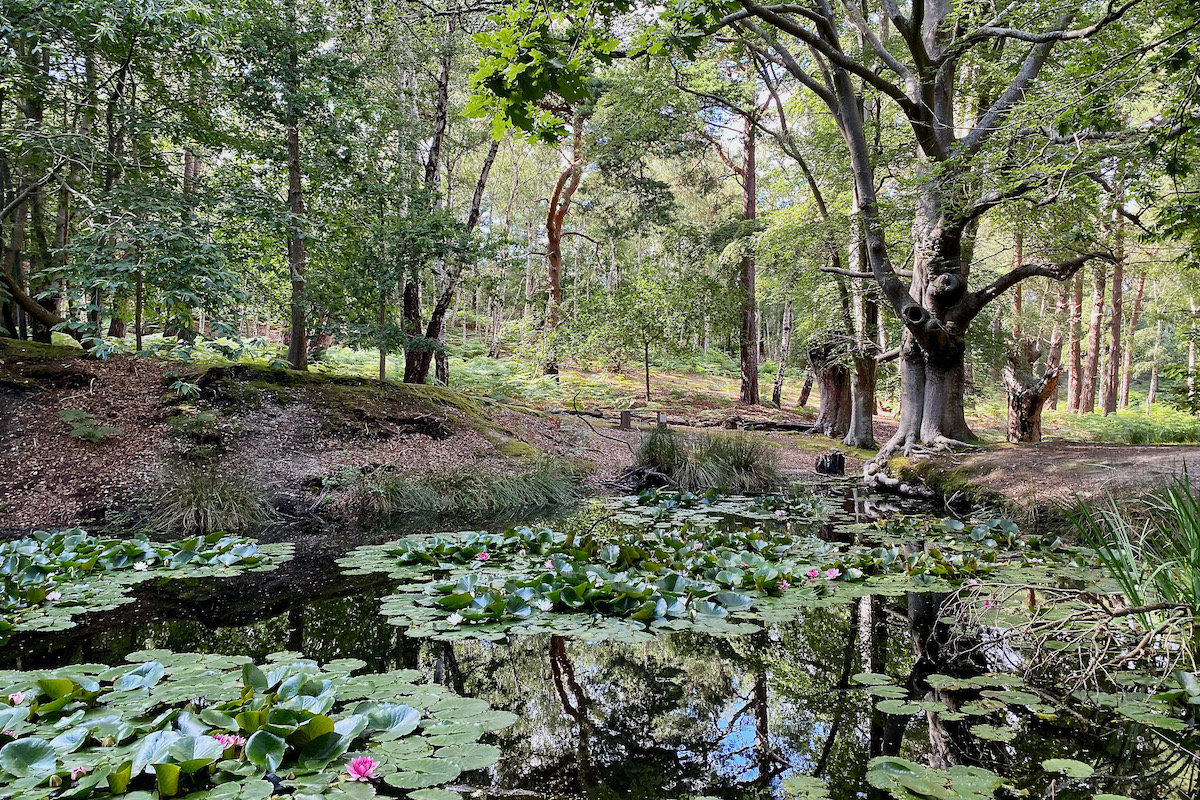 Lily Pond on Brownsea Island in Dorset
