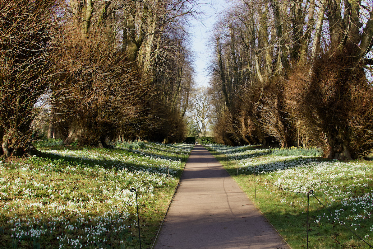 Lime Avenue at Kingston Lacy in Dorset