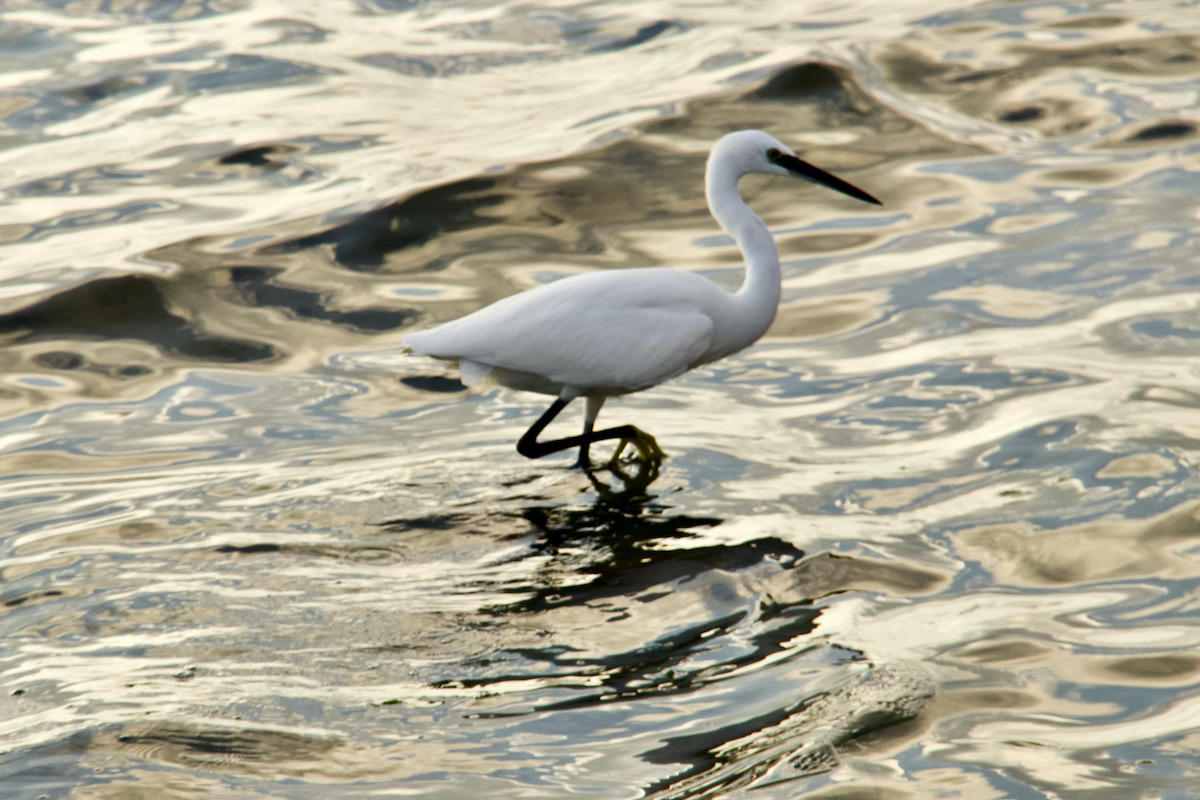Little Egret in Poole Harbour, Dorset