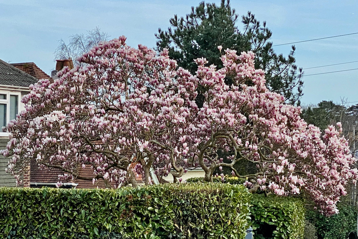 Magnolia Tree in Bloom