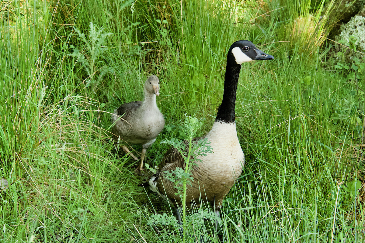 Male Canada Goose with Gosling on Brownsea Island, Poole in Dorset