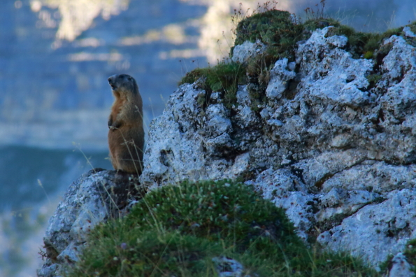 Marmot on sentry duty in the Dolomites