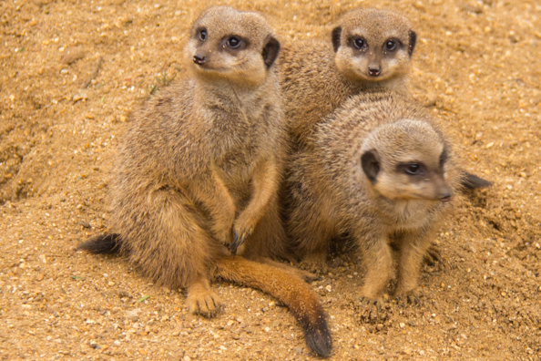 Meercats at Marwell Zoo in Hampshire
