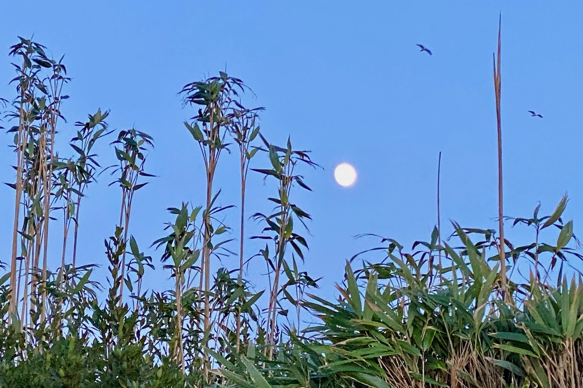 Moon Amongst Bamboo Grass