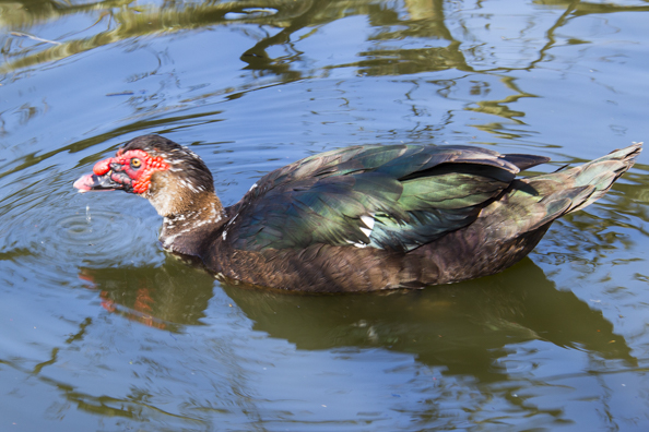 Muscovy duck on the lake in Poole Park, Poole