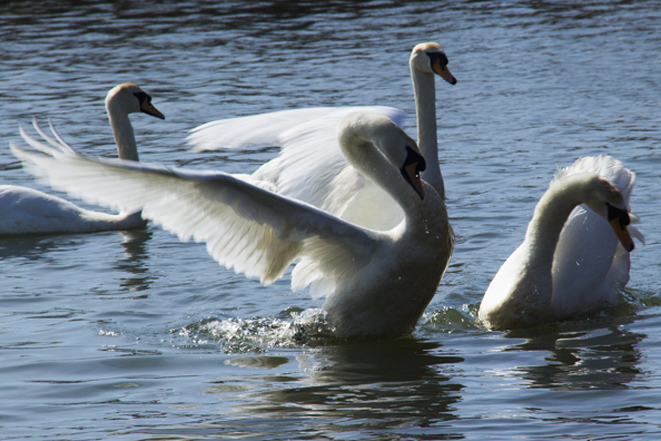 Mute Swans flirting on the boating lake in Poole Park near Poole  Harbour