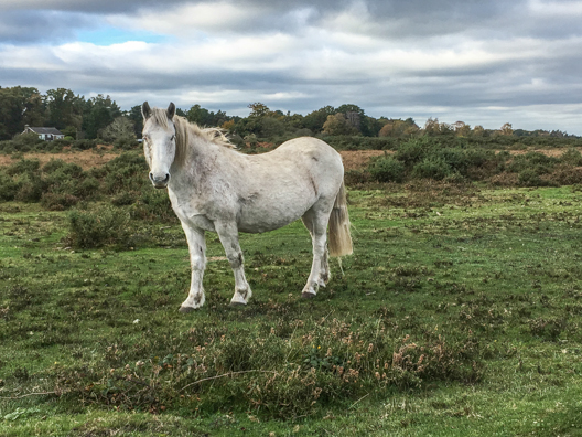 New Forest pony in the New Forest, Hampshire,