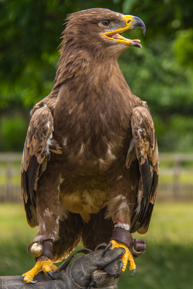 Nyima, a Steppe eagle, at Sherwood Hideaway Near Ollerton, Notts, UK
