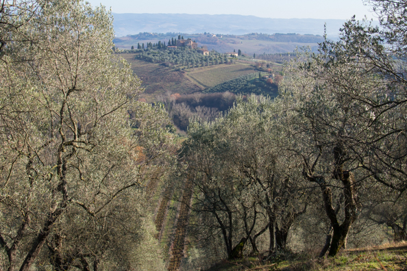 Olive trees and countryside from the walk arund the walls of San Gimignano, Tuscany Italy