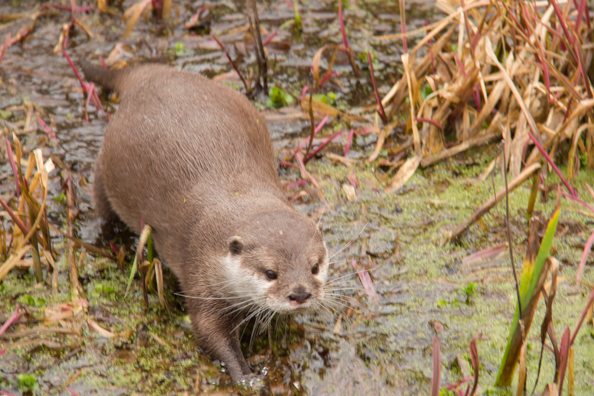Oriental small-clawed otter at Marwell Zoo in Hampshire