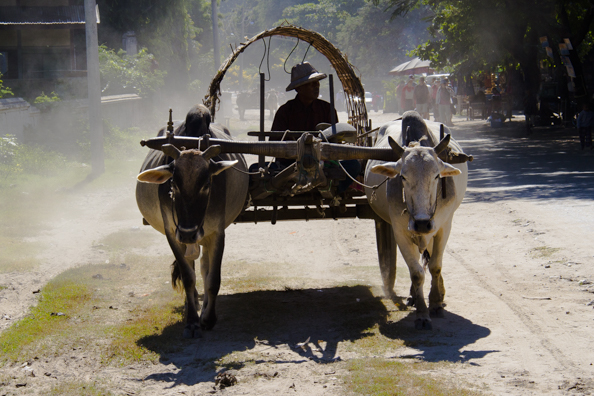 Ox Cart in Mingun Mandalay Myanmar