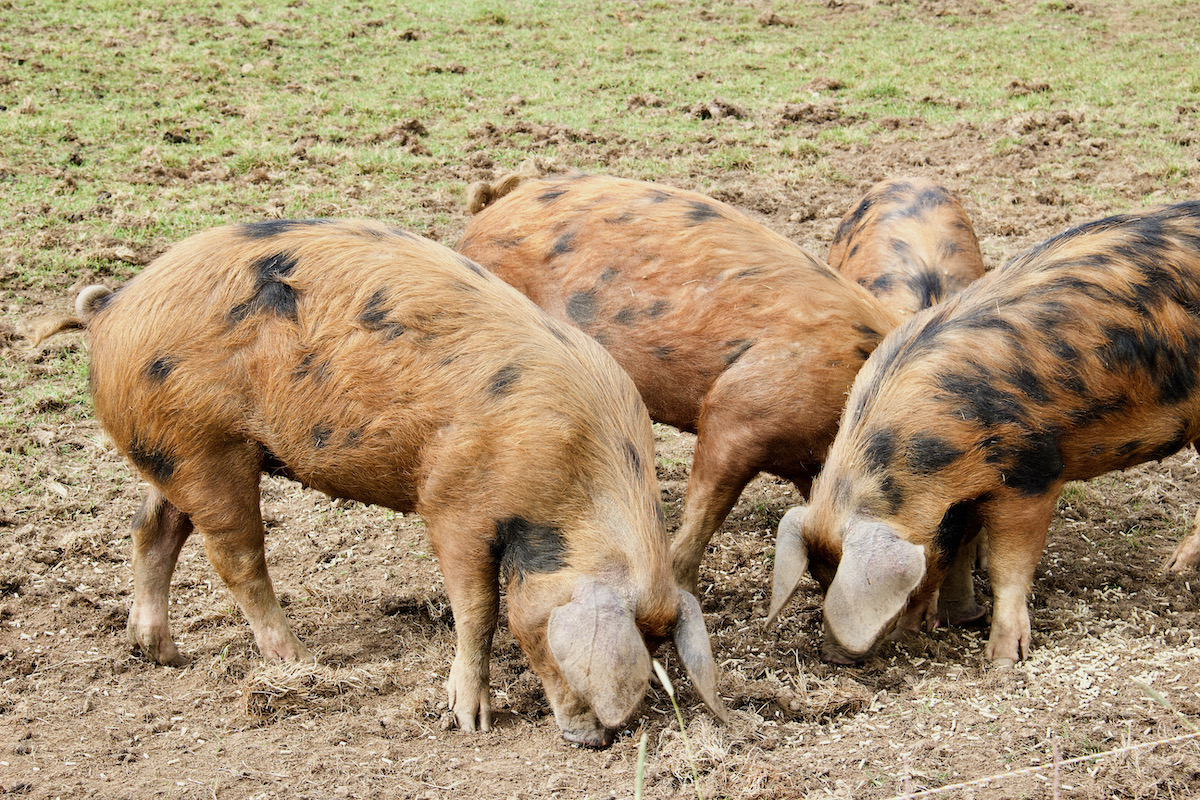 Oxford Sandy and Black pigs at Feltham's Farm in Dorset
