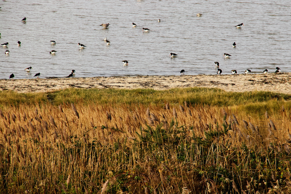 Oyster Catchers Gather by Poole Harbour in Dorset