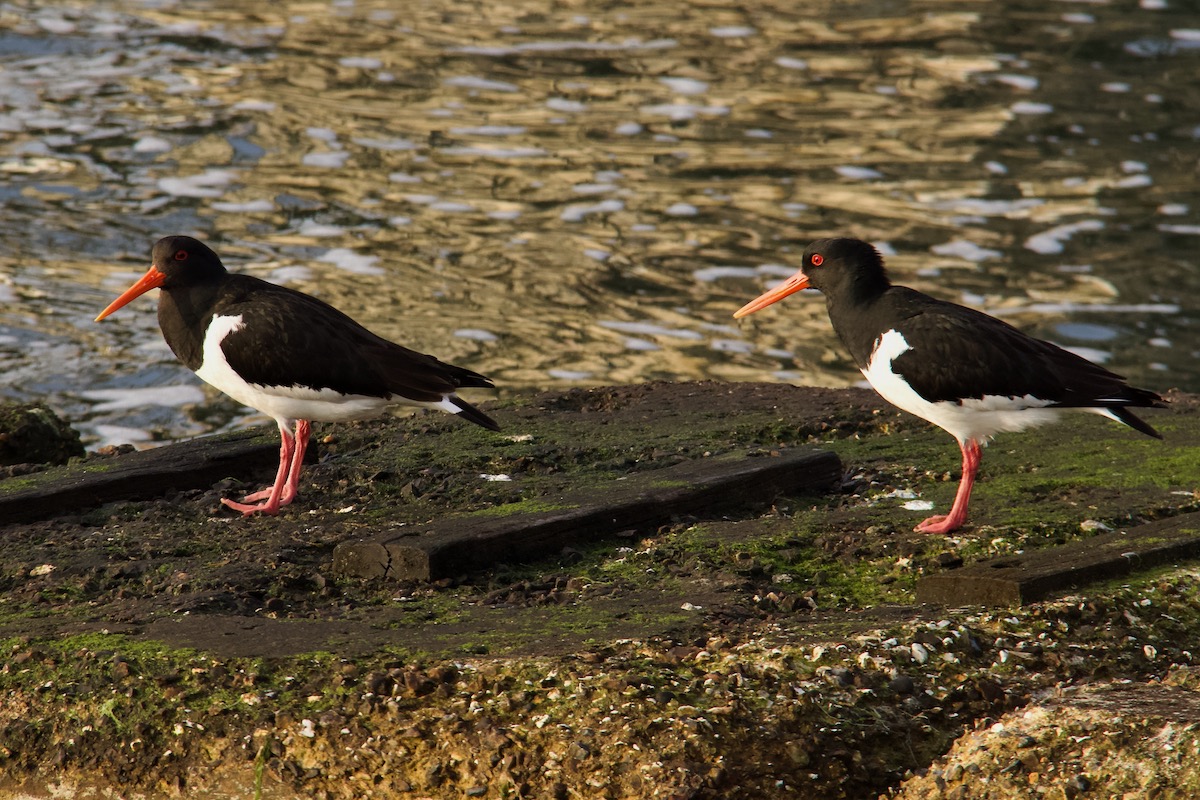 Oyster Catchers on Brownsea Island in Dorset