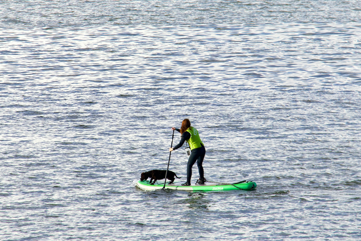 Paddle Boarding Dog in Poole Harbour