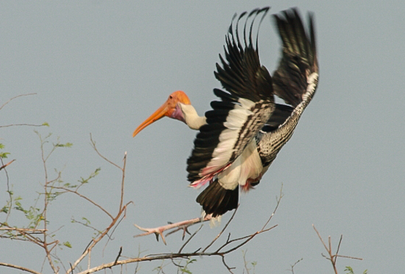 Painted Stork at Bharatpur Bird Sanctuary in India
