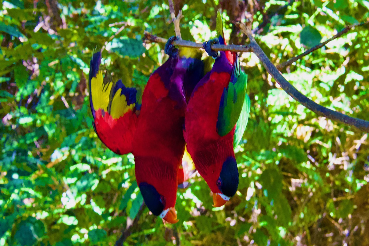 Parrots Hanging about in Loro Parque Puerto de la Cruz Tenerife