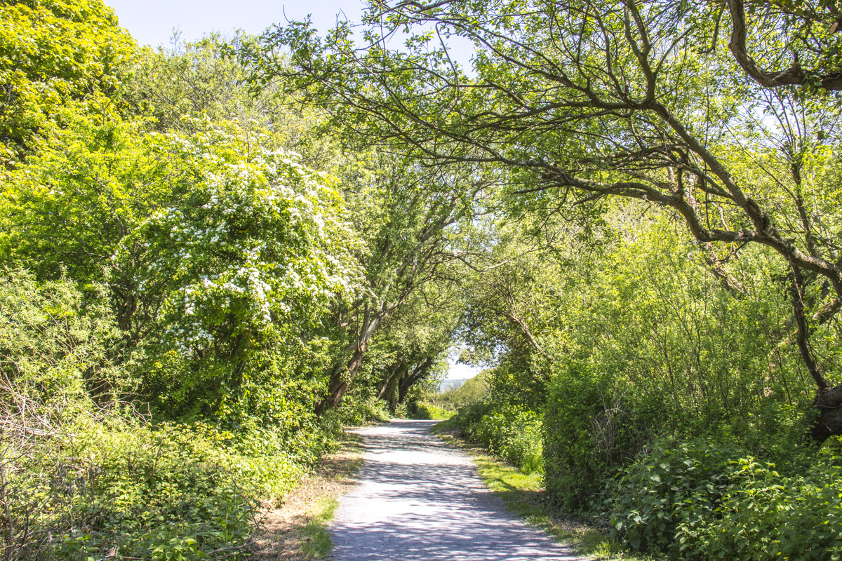 Path by the River Nevern Estuary in Newport, Pembrokeshire in Wales 8740
