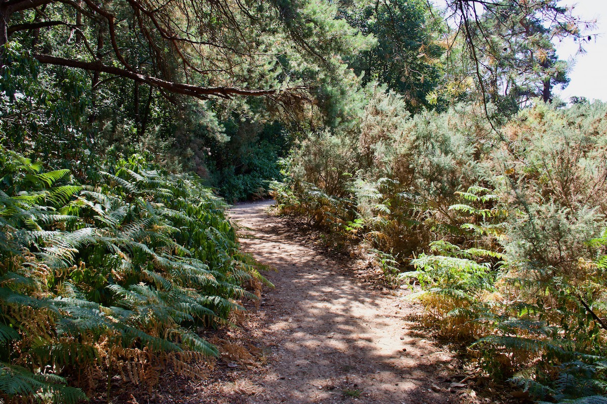 Path Through the Woods to Carey's Secret Garden near Wareham in Dorset