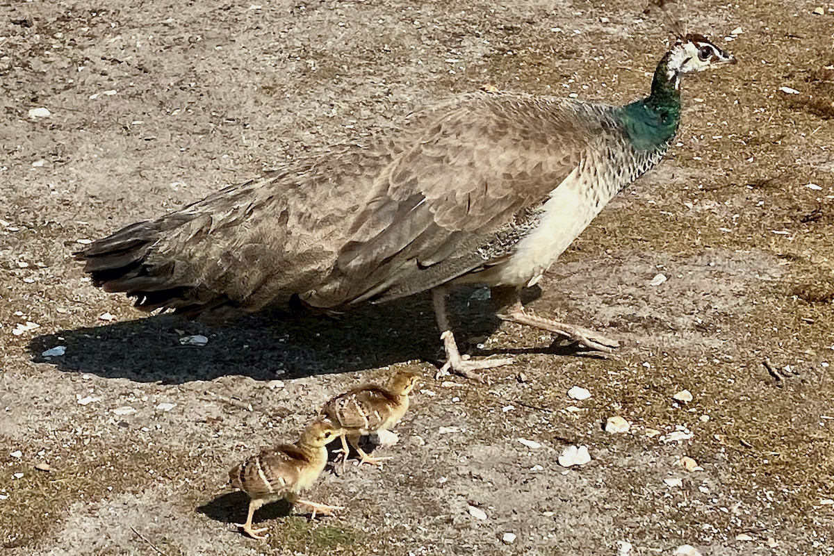 Pea Hen with Chicks on Brownsea Island in Dorset