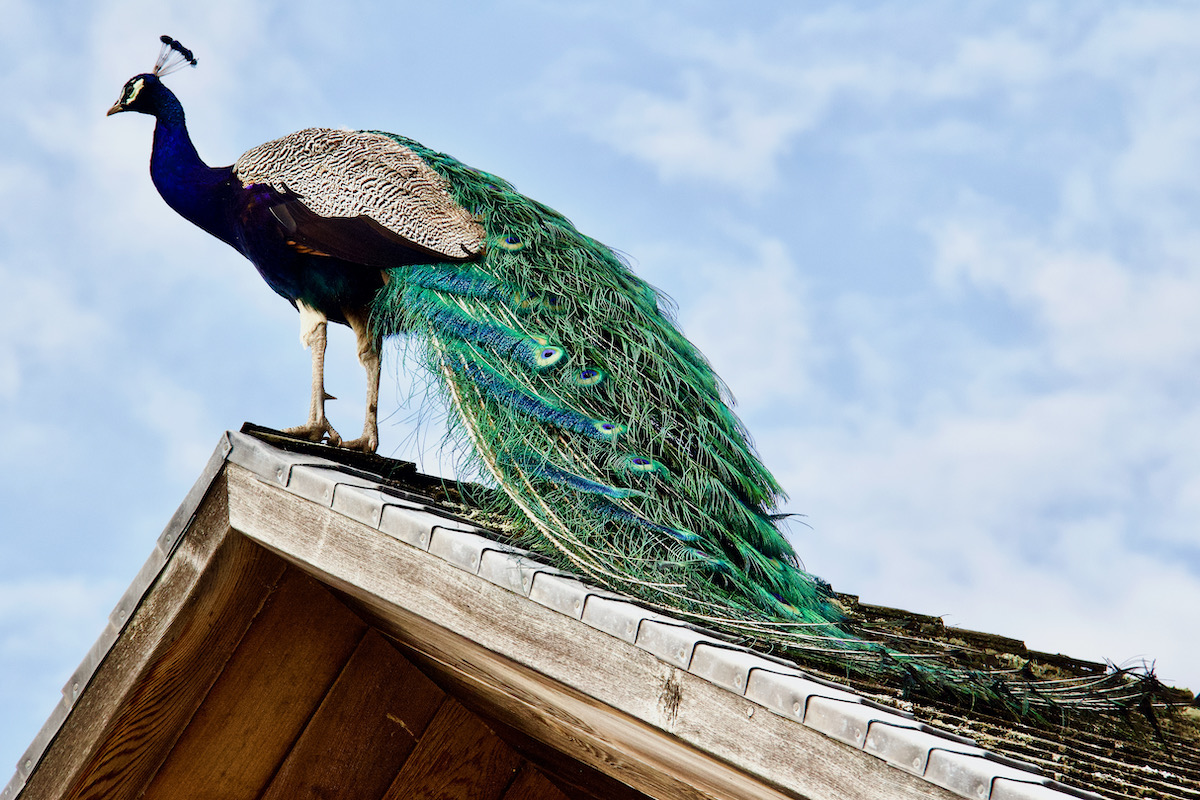 Peacock on Brownsea Island in Dorset
